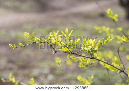 Green tree branch in the spring park