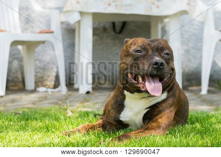 Dog Staffordshire bull terrier lying on green grass with smile on his muzzle and lolling tongue during sunny day.