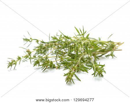Thyme fresh herb isolated on white background