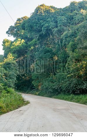The road through the indigenous Knysna Forest to Millwood
