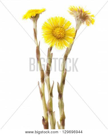 Flowers of coltsfoot (Tussilago farfara) on white background.
