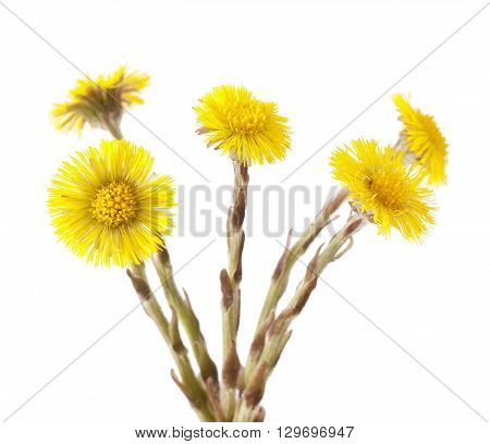 Flowers of coltsfoot (Tussilago farfara) on white background.