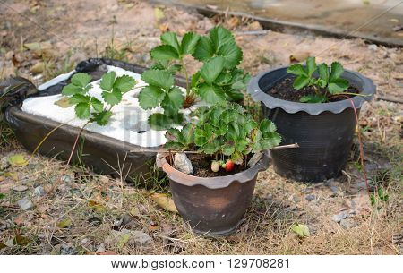 Growing Strawberries in Tropical Climates with an average temperature of 30c in Roiet Province Thailand