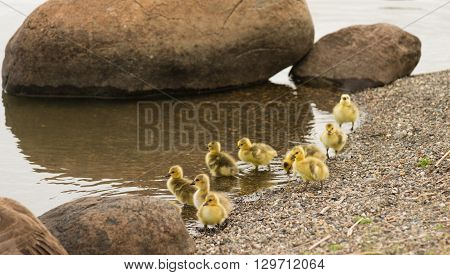 Newborn chicks move along the shorline looking for food