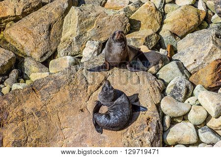 New Zealand fur seal (Arctocephalus Forsteri) at wildlife sanctuary sunbathing on a rock