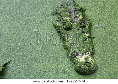 Siamese crocodile in a farm of thailand