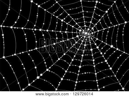 Web in drops of dew on a black background