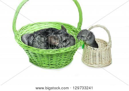 Chinchilla mother with baby sitting in baskets isolated over white background. Copy space.