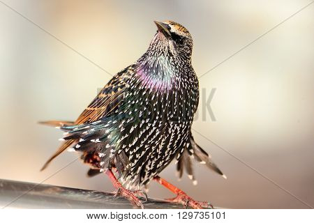 A starling enjoying a windy day in Bray.