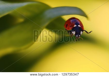 Closeup of a ladybug sitting on a leaf.