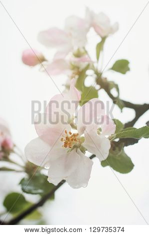 Closeup of blooming apple twig covered by water drops. Beautiful flower blossomed apple springtime.Flowers of apple with water drops. Beautiful spring apple-tree flowers backgroundSoft focus. Pink apple tree blossoms and water drops.