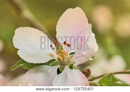 Closeup of blooming apple twig covered by water drops. Beautiful flower blossomed apple springtime.Flowers of apple with water drops. Beautiful spring apple-tree flowers backgroundSoft focus. Pink apple tree blossoms and water drops.