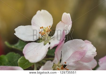 Closeup of blooming apple twig covered by water drops. Beautiful flower blossomed apple springtime.Flowers of apple with water drops. Beautiful spring apple-tree flowers backgroundSoft focus. Pink apple tree blossoms and water drops.