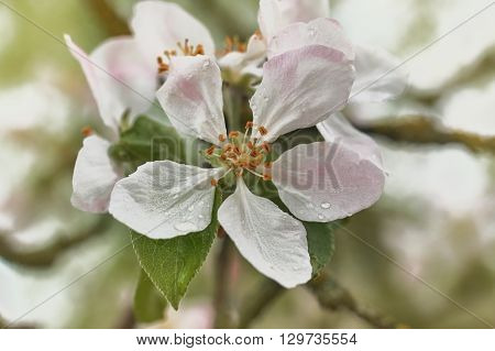 Closeup of blooming apple twig covered by water drops. Beautiful flower blossomed apple springtime.Flowers of apple with water drops. Beautiful spring apple-tree flowers backgroundSoft focus. Pink apple tree blossoms and water drops.