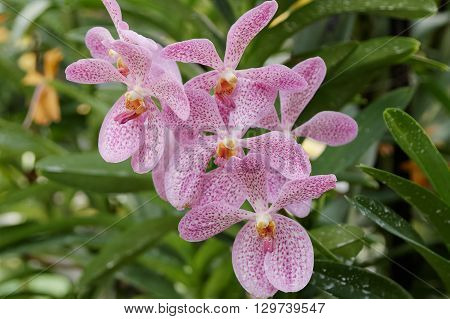 Pink mokara orchids bouquet in the garden