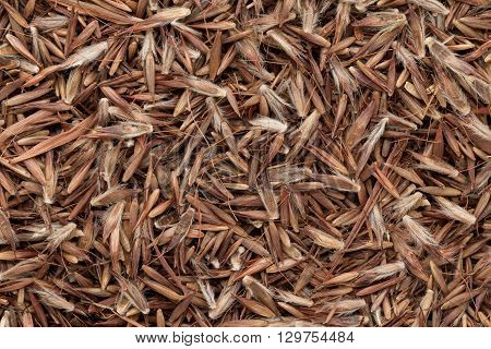 Organic Palmarosa (Cymbopogon martinii) seeds. Macro close up background texture. Top view.