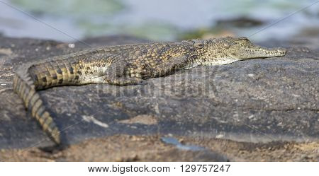 Small crocodile lay on a rock to bake in the sun