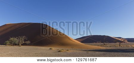 The dune 45 in the Namib Desert Sossusvlei in the Namib-Naukluft National Park of Namibia