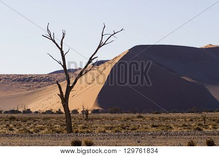 Red dunes in the Namib Desert in Sossusvlei in the Namib-Naukluft National Park of Namibia