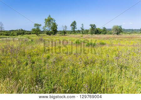 Moor Landscape In The High Fens, Belgium