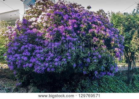 The state flower of Washington grows big in Burien Washington.