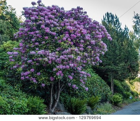 The state flower of Washington grows big in Burien Washington.