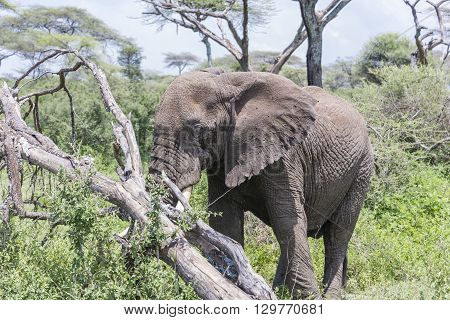 An elephant grazing on the Serengeti I Tanzania, Africa