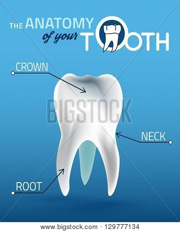 Human tooth dental infographic. Editable vector illustration with healthy white tooth. Medical image in wight, blue and dark blue colors useful for poster, leaflet or brochure graphic design.