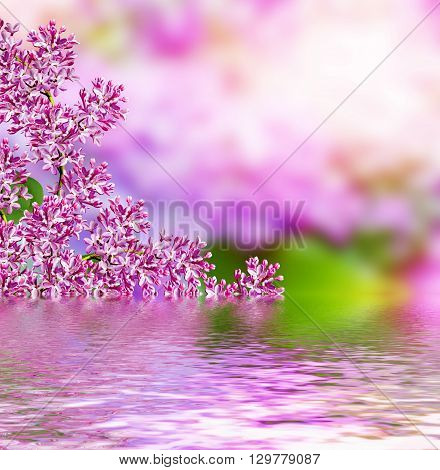 Spring landscape. Fragrant branch of beautiful flowers lilac.