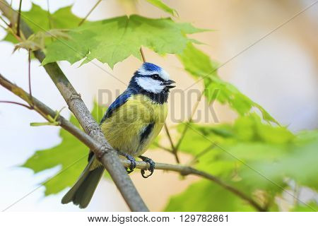 the small colorful bird blue tit sitting on the branch of a young maple and sings the song in the spring