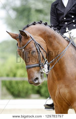 Braided mane for dressage sport horse during a dressage training outdoors