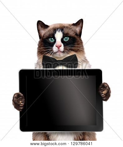 Fashionable cat holding a blank tablet.  Isolated on white.
