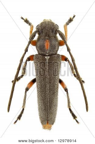 Phytoecia Pustulata
