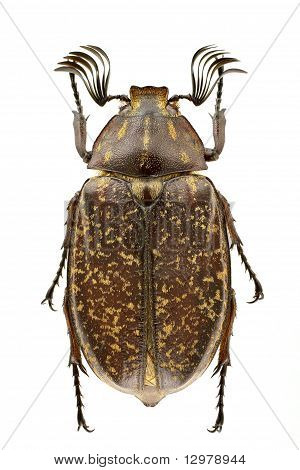 Polyphylla Laticollis