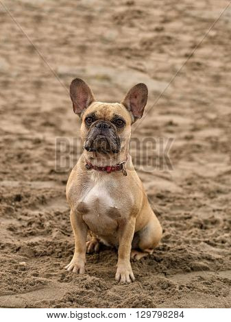 French bulldog sitting on the sand of the beach and posing for the camera