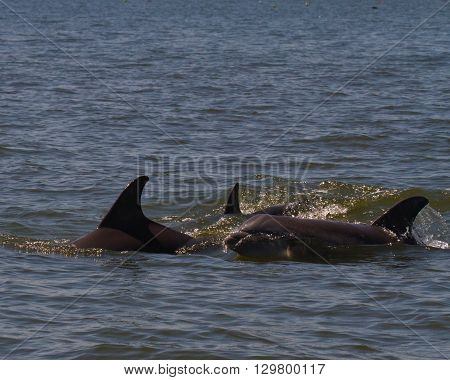 Dolphins and small whale in the Potomac River, Virginia