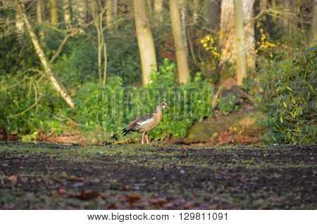 Egyptian goose posing on a forest background