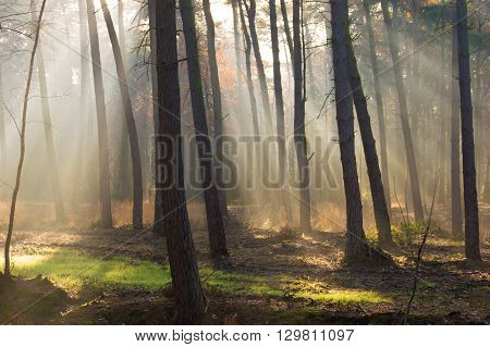 Sun rays in a autumn colored forest with a patch of green grass