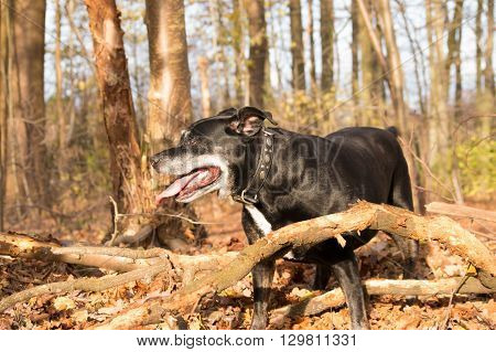 Black american stafford shire posing in a autumn colored forest