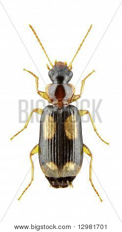 Dromius Quadrimaculatus