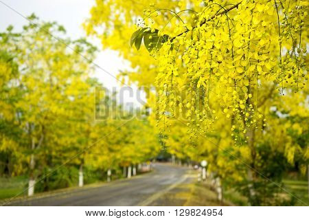 The Road Full Yellow Flower Ratchaphruek
