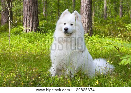 Samoyed dog is sitting in the summer forest