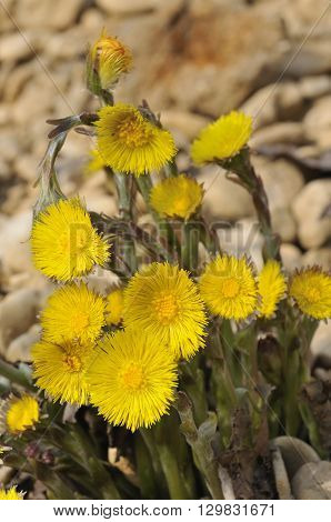 Colts Foot - Tussilago farfara Flowering on gravel