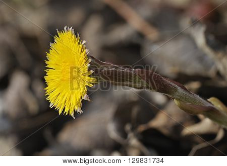 Colt's Foot - Tussilago farfara
Yellow Spring Flower