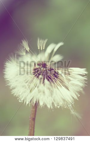 Close Up Of Dandelion On Background Green Grass