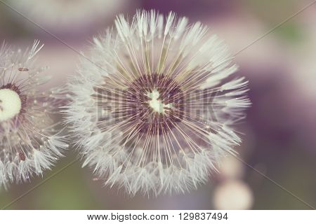 Close Up Of Dandelion On Background Green Grass