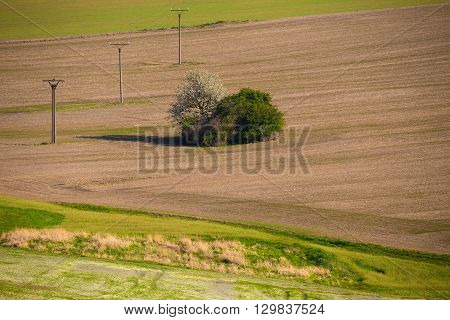 Beautiful Summer Rural Landscape