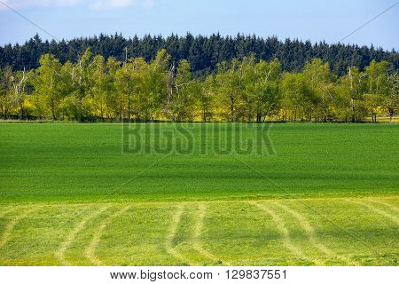 Beautiful Summer Rural Landscape