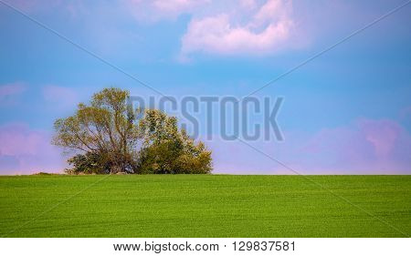 Beautiful Summer Rural Landscape