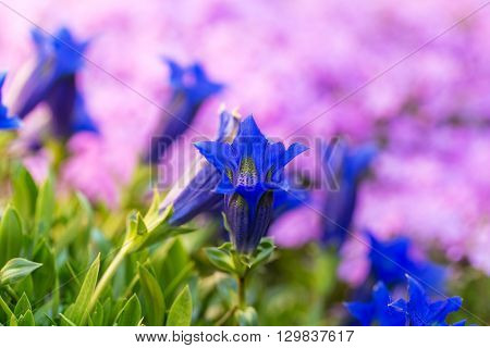Trumpet Gentian, Blue Spring Flower In Garden